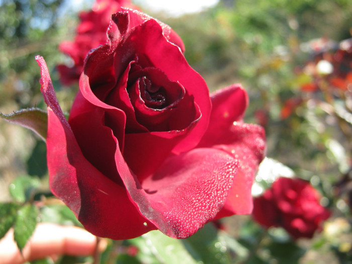 IMG_2593 - valul III de inflorire