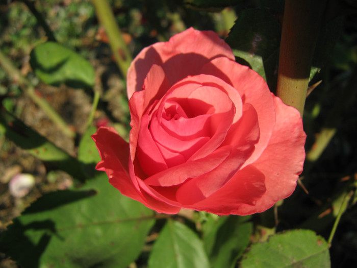 IMG_2595 - valul III de inflorire