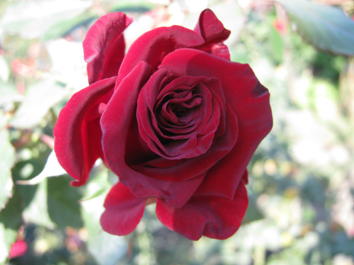 IMG_2596 - valul III de inflorire