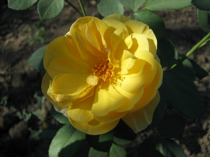 IMG_2635 - valul III de inflorire