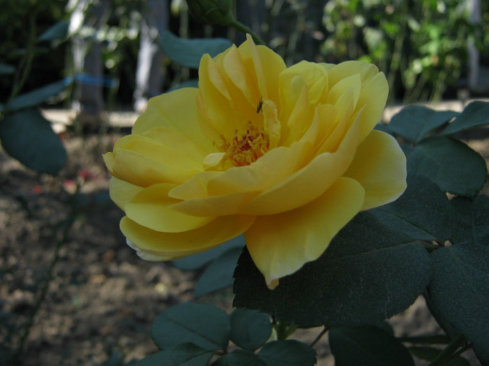 IMG_2636 - valul III de inflorire