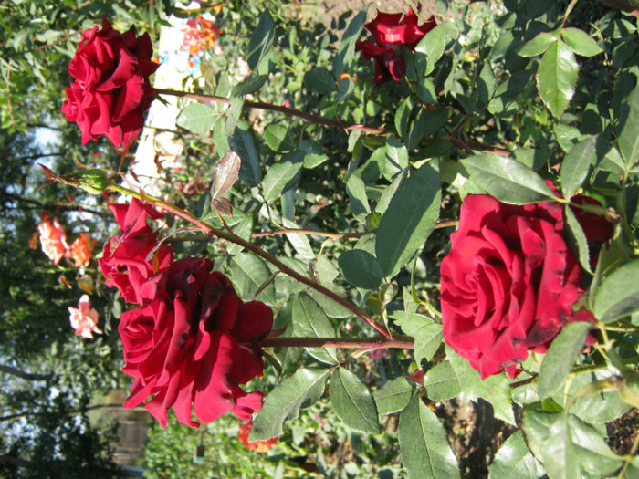 IMG_2639 - valul III de inflorire