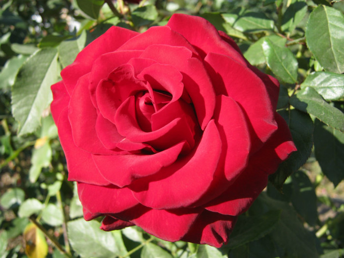 IMG_2640 - valul III de inflorire