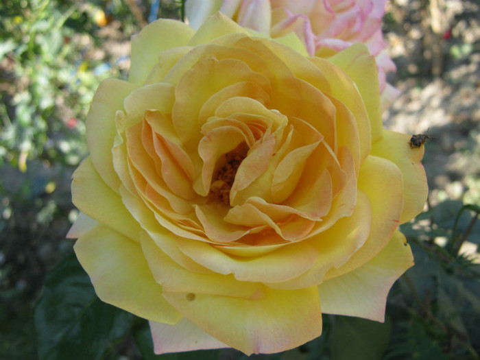 IMG_2641 - valul III de inflorire