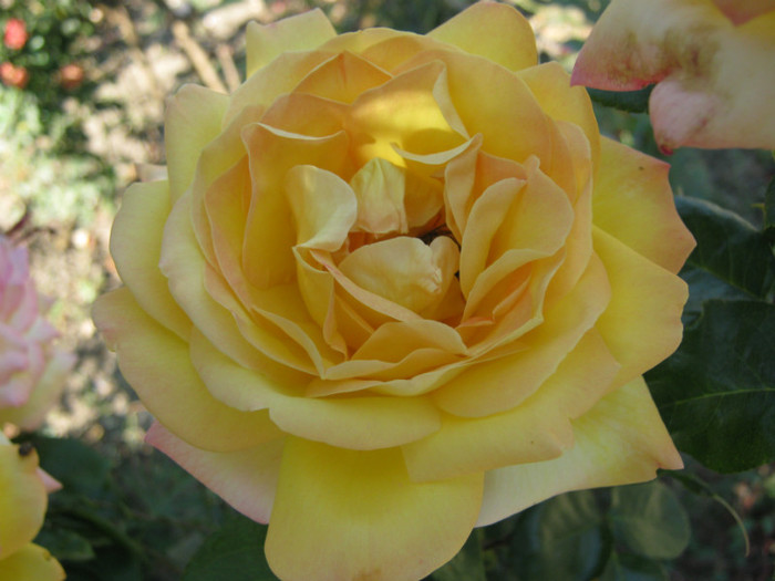 IMG_2642 - valul III de inflorire