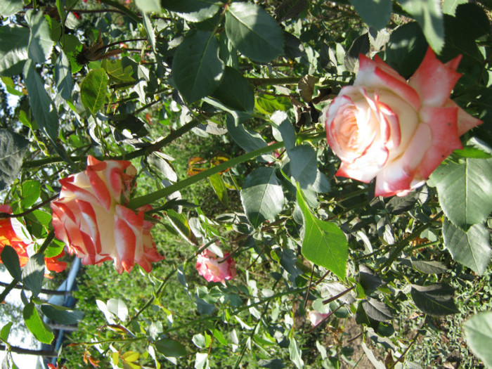 IMG_2645 - valul III de inflorire