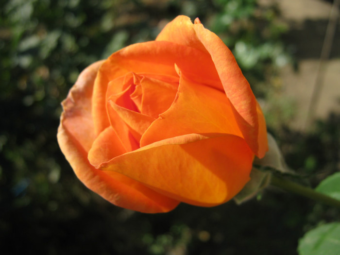 IMG_2647 - valul III de inflorire