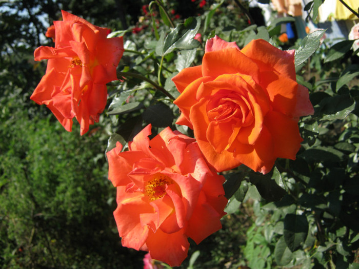 IMG_2649 - valul III de inflorire