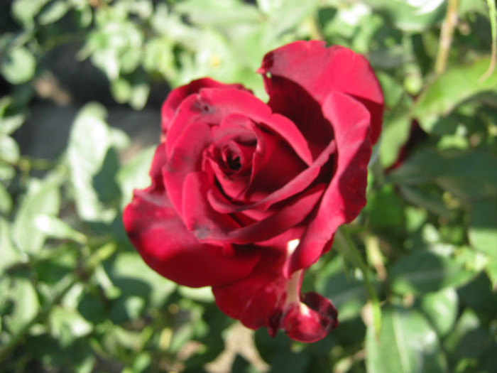 IMG_2652 - valul III de inflorire