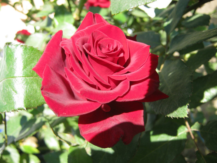 IMG_2656 - valul III de inflorire