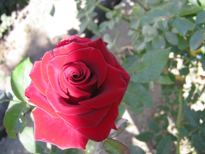 IMG_2658 - valul III de inflorire