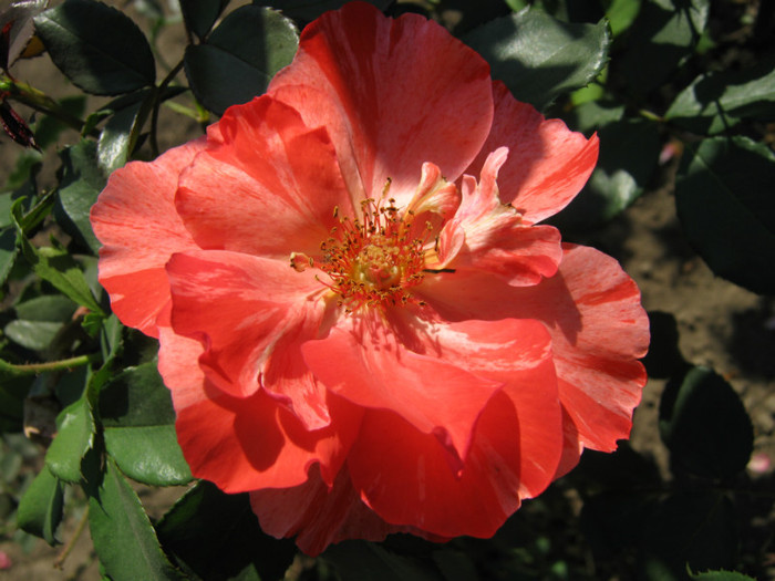 IMG_2666 - valul III de inflorire