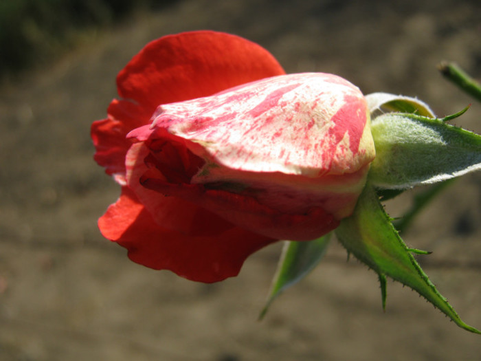 IMG_2667 - valul III de inflorire