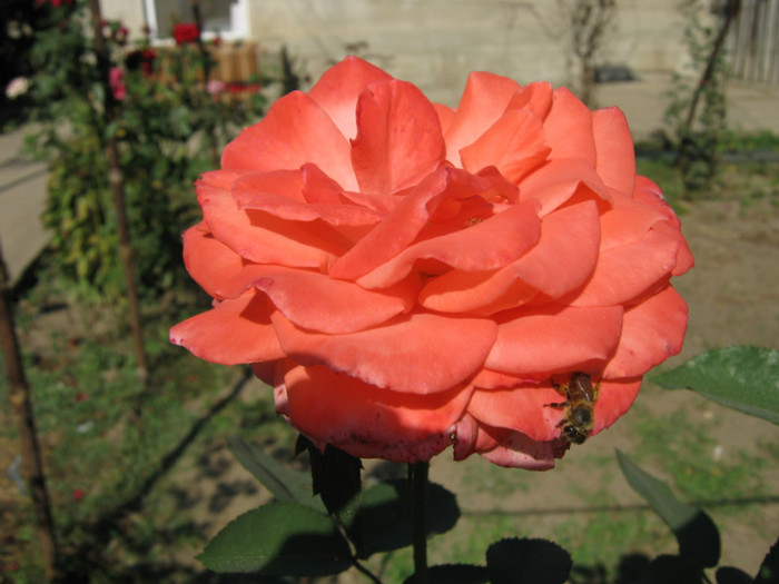 IMG_2668 - valul III de inflorire