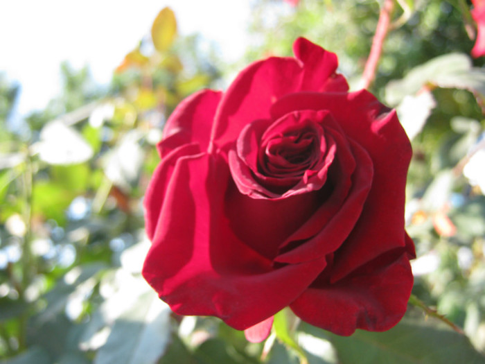 IMG_2670 - valul III de inflorire