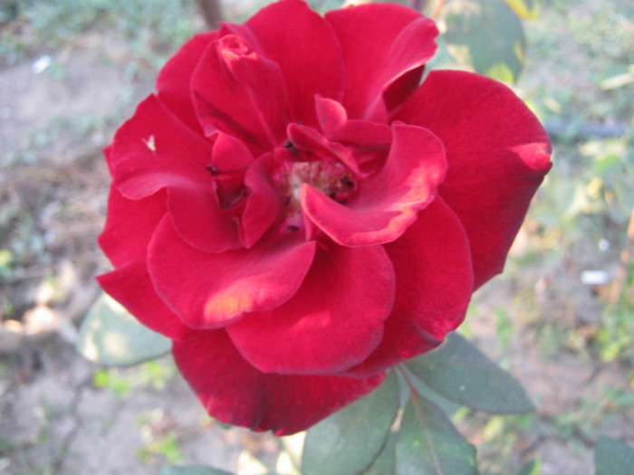 IMG_2671 - valul III de inflorire