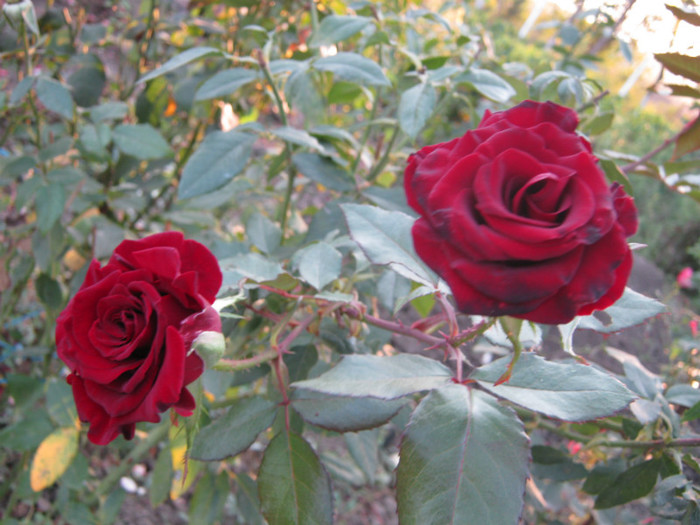 IMG_2673 - valul III de inflorire