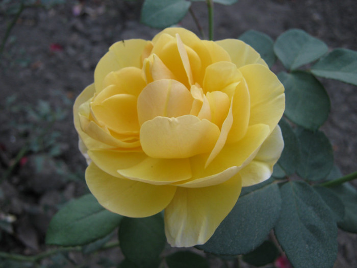 IMG_2675 - valul III de inflorire