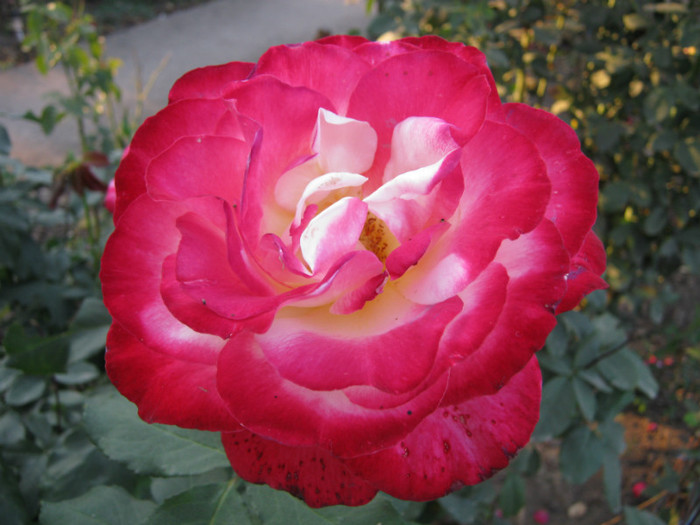 IMG_2676 - valul III de inflorire