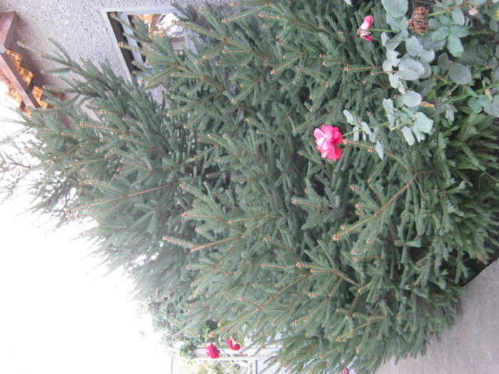 IMG_2677 - valul III de inflorire