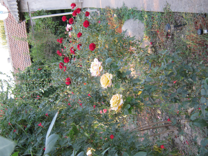 IMG_2678 - valul III de inflorire