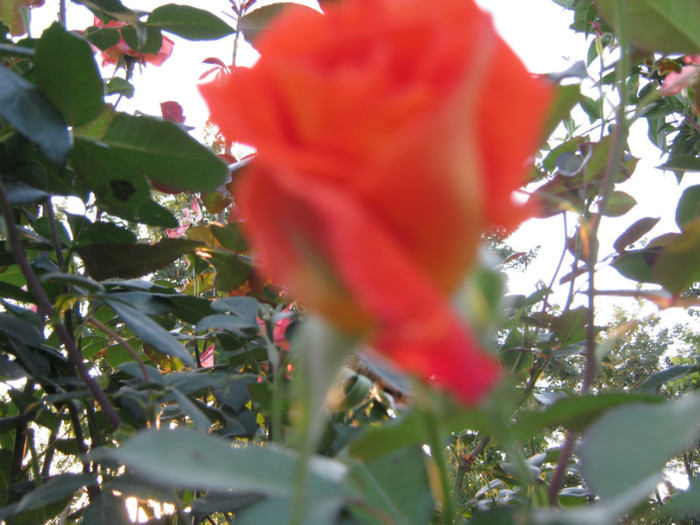 IMG_2679 - valul III de inflorire