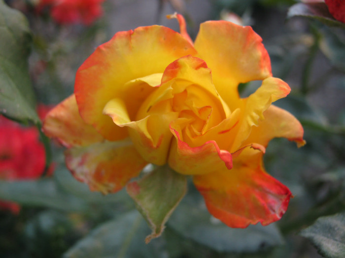 IMG_2681 - valul III de inflorire