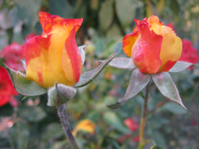 IMG_2683 - valul III de inflorire