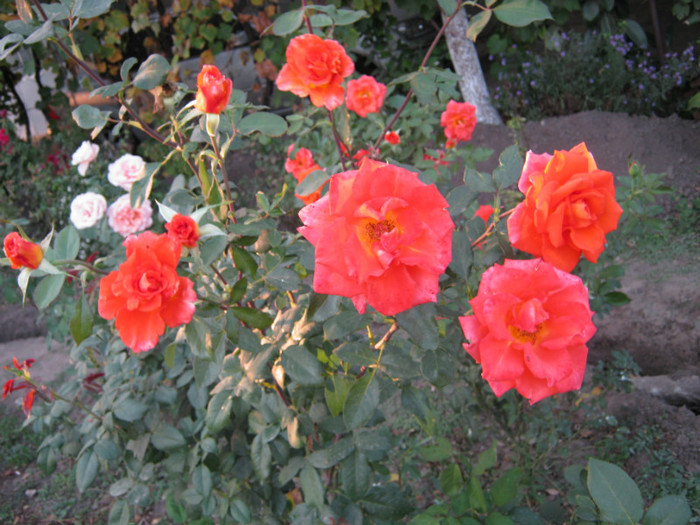 IMG_2688 - valul III de inflorire