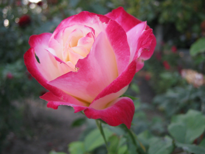 IMG_2690 - valul III de inflorire