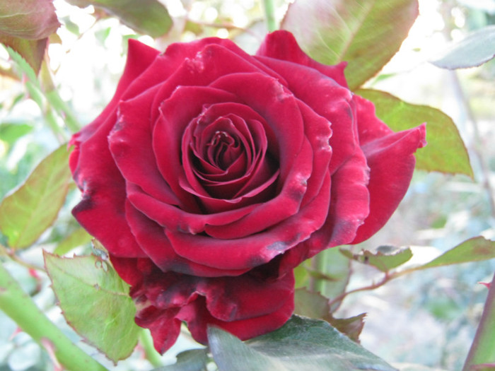 IMG_2692 - valul III de inflorire