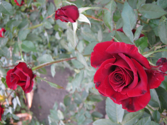 IMG_2693 - valul III de inflorire