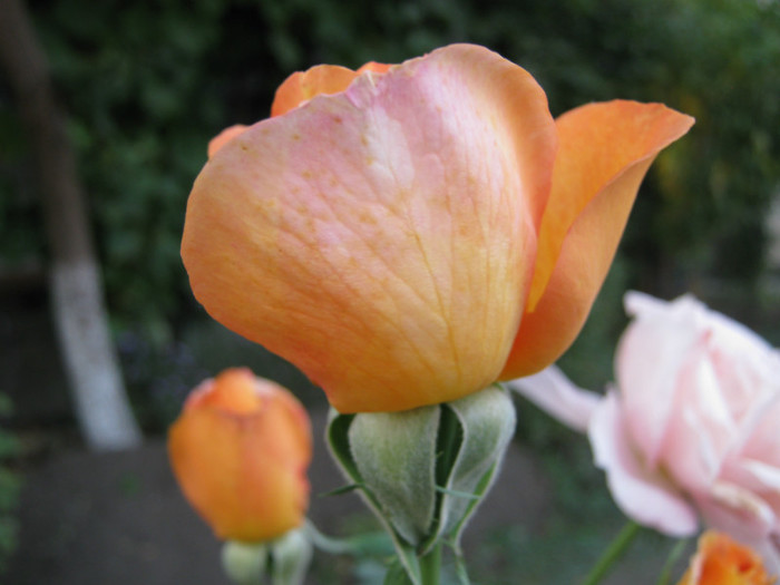 IMG_2699 - valul III de inflorire