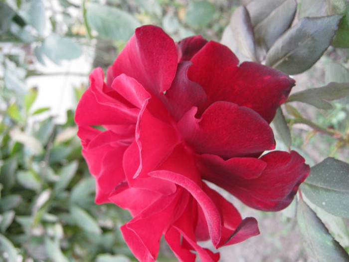 IMG_2704 - valul III de inflorire