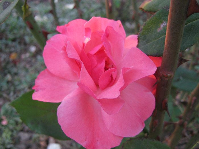 IMG_2706 - valul III de inflorire