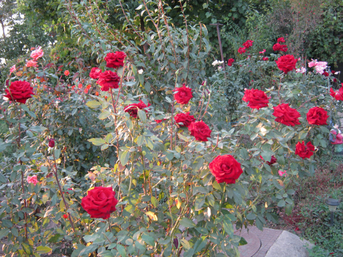 IMG_2710 - valul III de inflorire