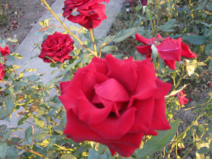 IMG_2711 - valul III de inflorire