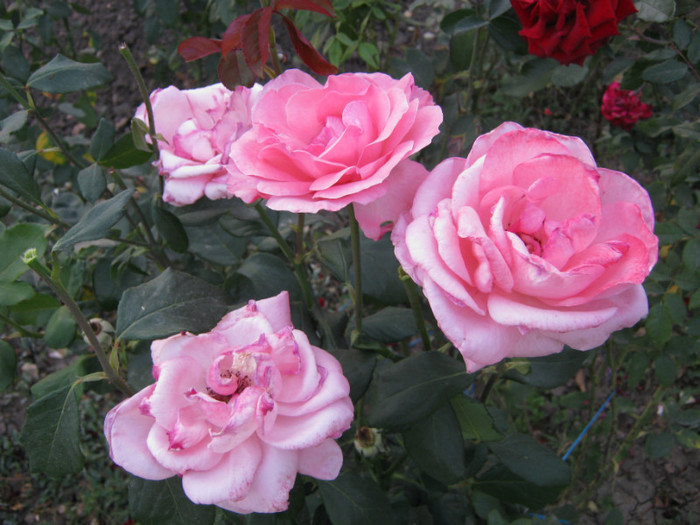 IMG_2712 - valul III de inflorire