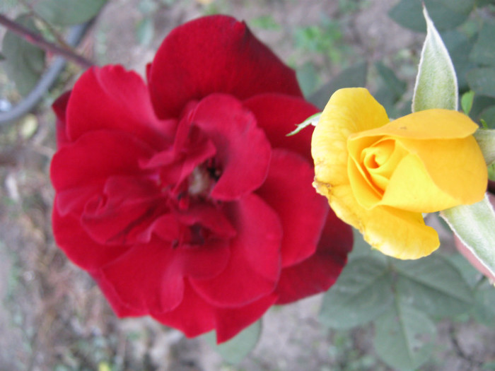 IMG_2722 - valul III de inflorire