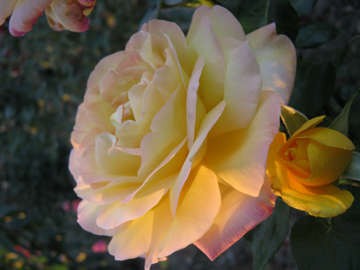 IMG_2725 - valul III de inflorire