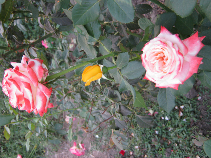 IMG_2729 - valul III de inflorire