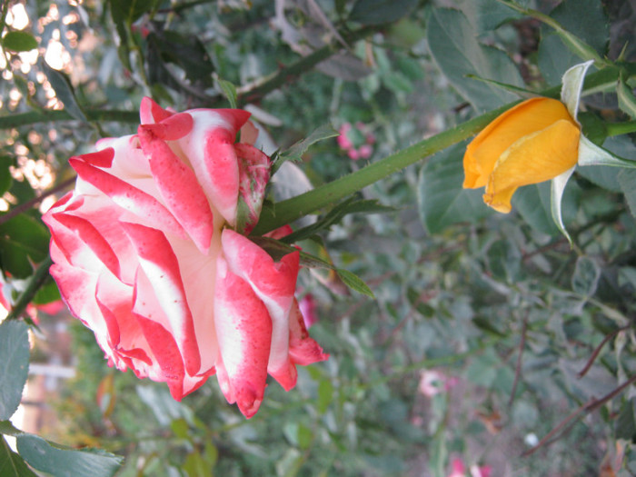 IMG_2730 - valul III de inflorire