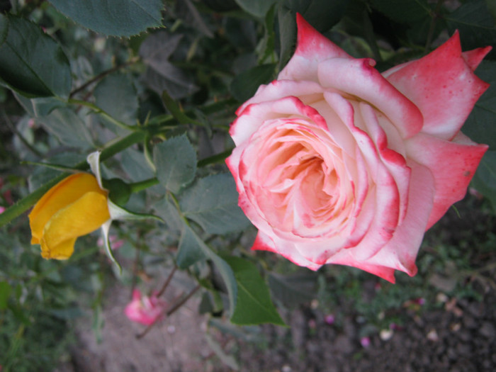 IMG_2731 - valul III de inflorire