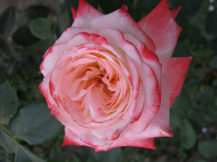 IMG_2732 - valul III de inflorire