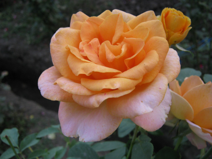 IMG_2733 - valul III de inflorire