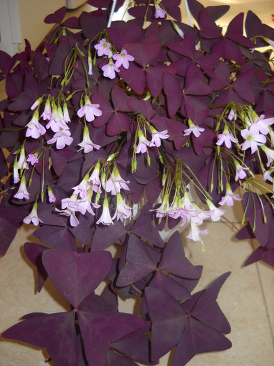 7.10.2012 - Oxalis-2012-2013