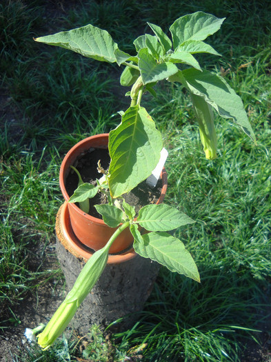 Cu Boboc! - Datura-2012-2020 Bugmanisia