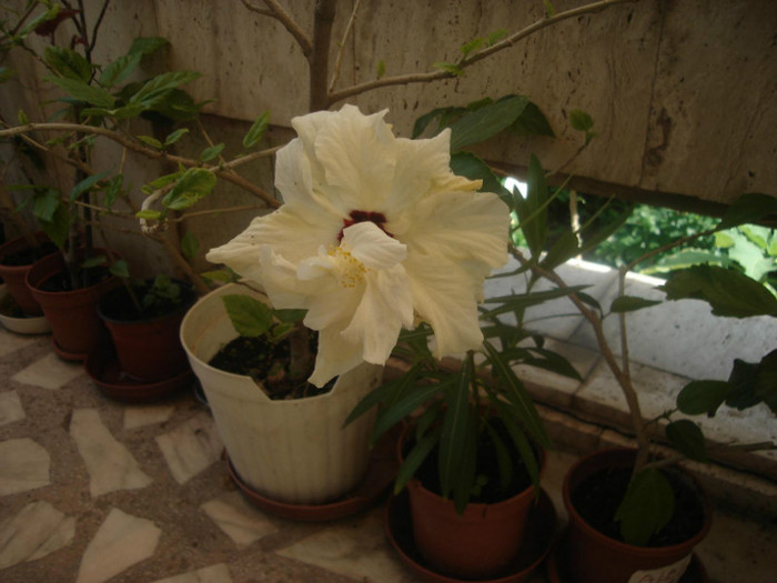  - hibiscus alb dublu