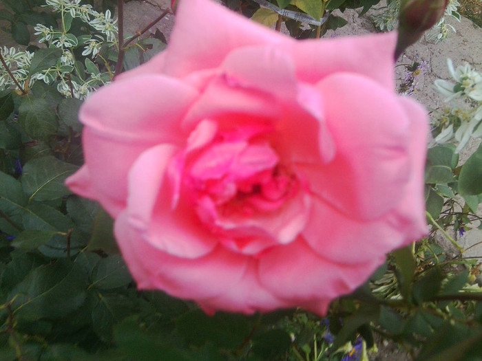 TRANDAFIR - FLORILE MELE