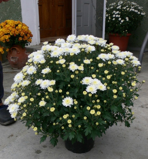 P1040712 - crizanteme-a